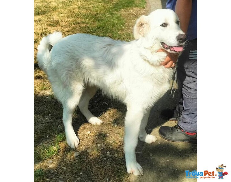 Jerry Giovane con Tanta Voglia di Correre e di Coccole - Foto n. 6