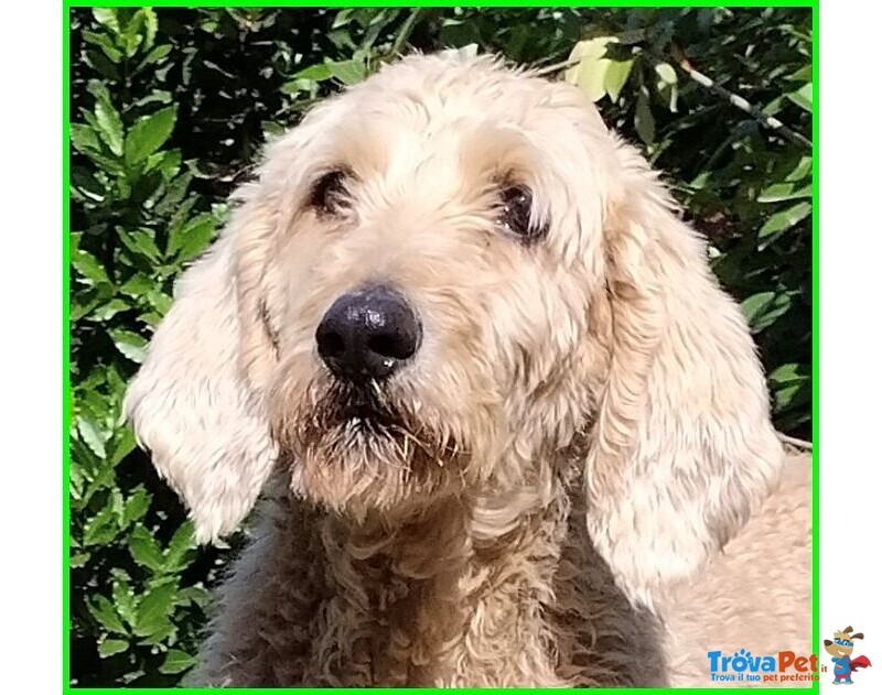 Salvo 4anni Dolce e Tranquillo Simil Lagottino - Foto n. 1