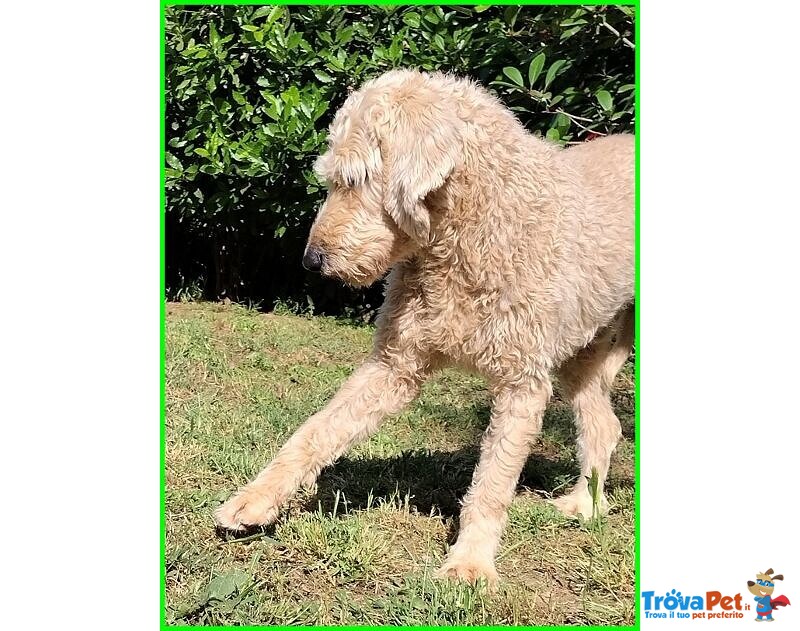 Salvo 4anni Dolce e Tranquillo Simil Lagottino - Foto n. 2