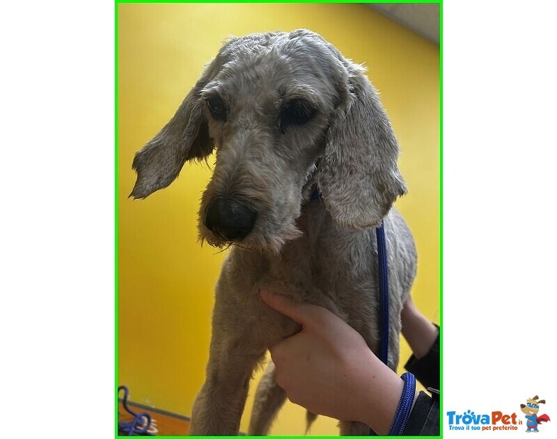 Salvo 4anni Dolce e Tranquillo Simil Lagottino - Foto n. 3