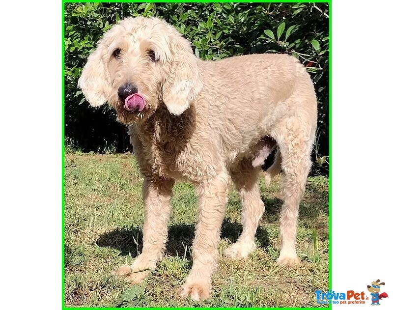 Salvo 4anni Dolce e Tranquillo Simil Lagottino - Foto n. 4