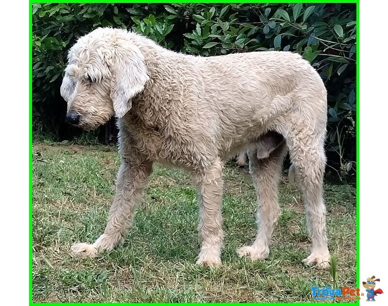 Salvo 4anni Dolce e Tranquillo Simil Lagottino - Foto n. 5