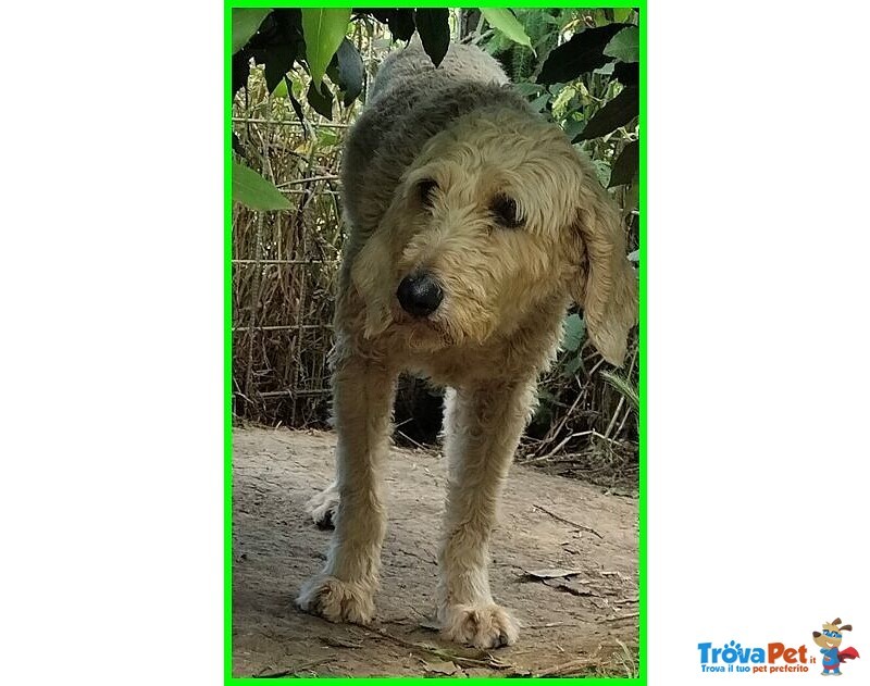 Salvo 4anni Dolce e Tranquillo Simil Lagottino - Foto n. 6