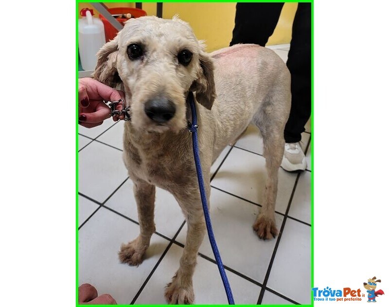 Salvo 4anni Dolce e Tranquillo Simil Lagottino - Foto n. 7