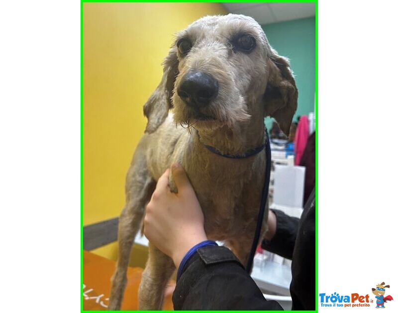 Salvo 4anni Dolce e Tranquillo Simil Lagottino - Foto n. 8