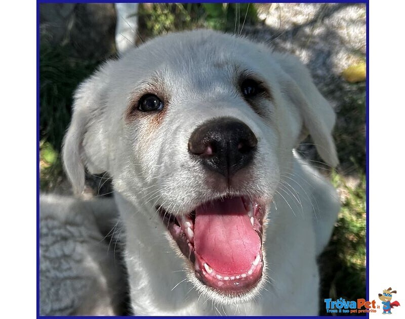 Bbq Dolce Nuvoletta mix Maremmana - Foto n. 1