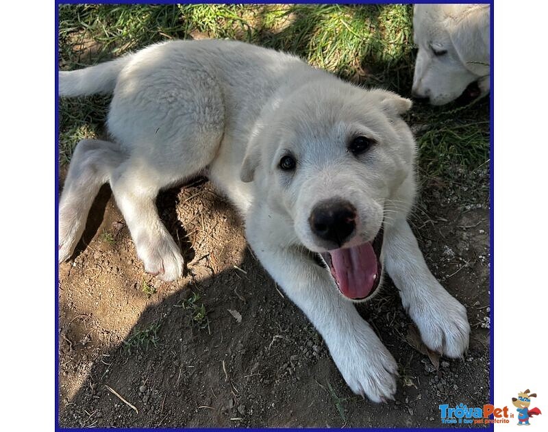 Bbq Dolce Nuvoletta mix Maremmana - Foto n. 2