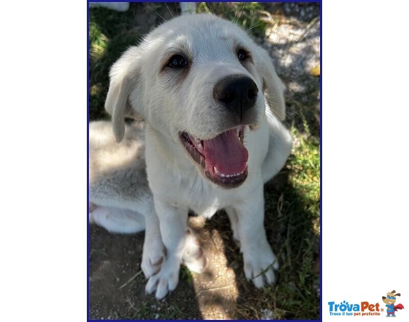 Bbq Dolce Nuvoletta mix Maremmana - Foto n. 3