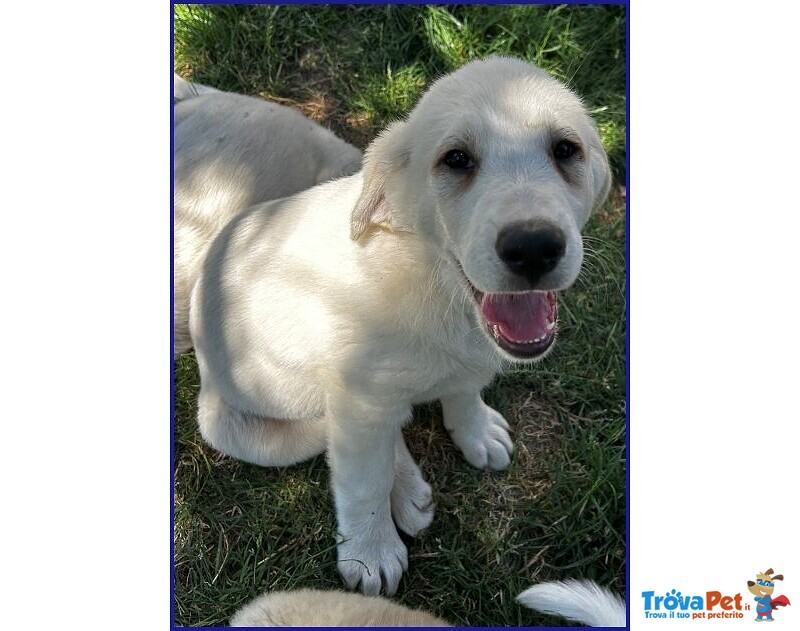 Bbq Dolce Nuvoletta mix Maremmana - Foto n. 4