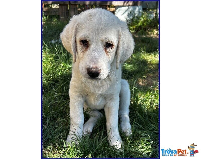 Bbq Dolce Nuvoletta mix Maremmana - Foto n. 5