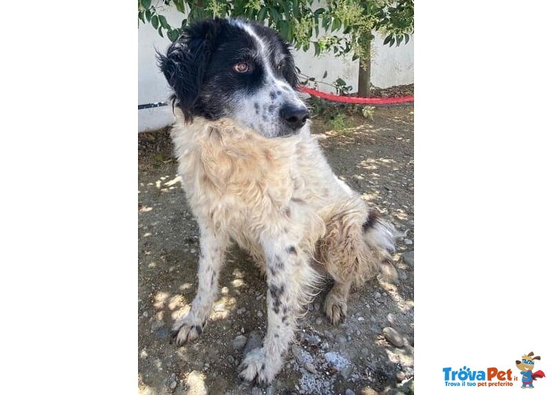 Salvo 11 anni Bravo! Disperato Quando Torna nel Box - Foto n. 1