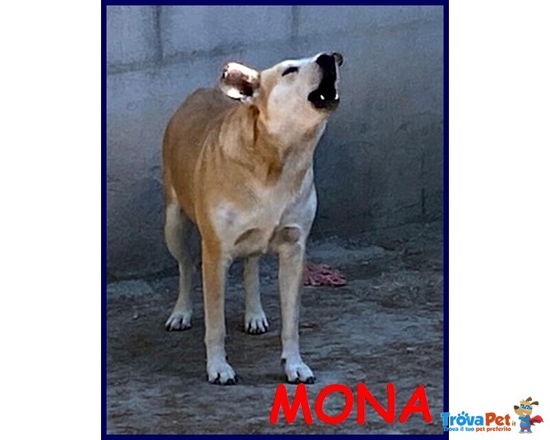 Mona 6 anni Abbaia per Paura - Foto n. 1