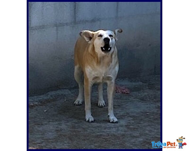 Mona 6 anni Abbaia per Paura - Foto n. 2