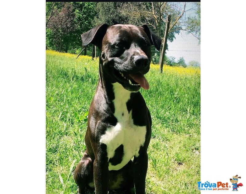 Jaison 9anni Socievole con le Persone - Foto n. 1