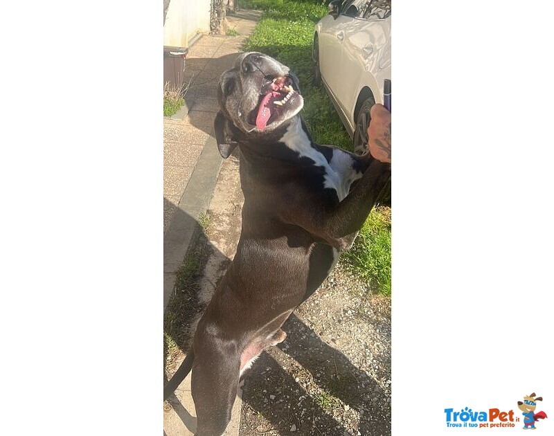 Jaison 9anni Socievole con le Persone - Foto n. 2