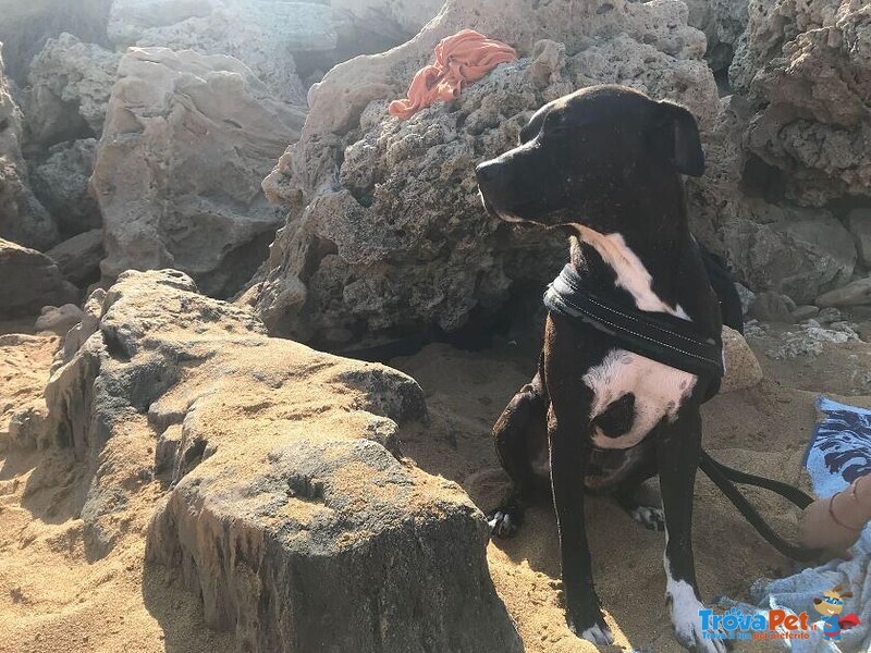 Jaison 9anni Socievole con le Persone - Foto n. 3