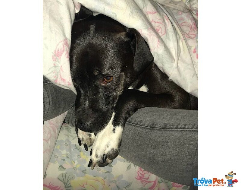 Jaison 9anni Socievole con le Persone - Foto n. 5