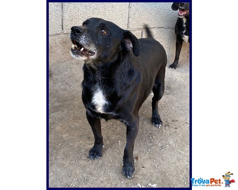 Sound 7-8anni Festoso e Buono - sui 10-11kg - Foto n. 2