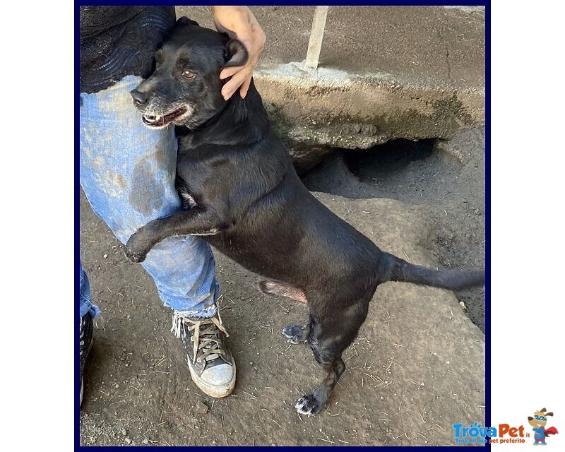 Sound 7-8anni Festoso e Buono - sui 10-11kg - Foto n. 4