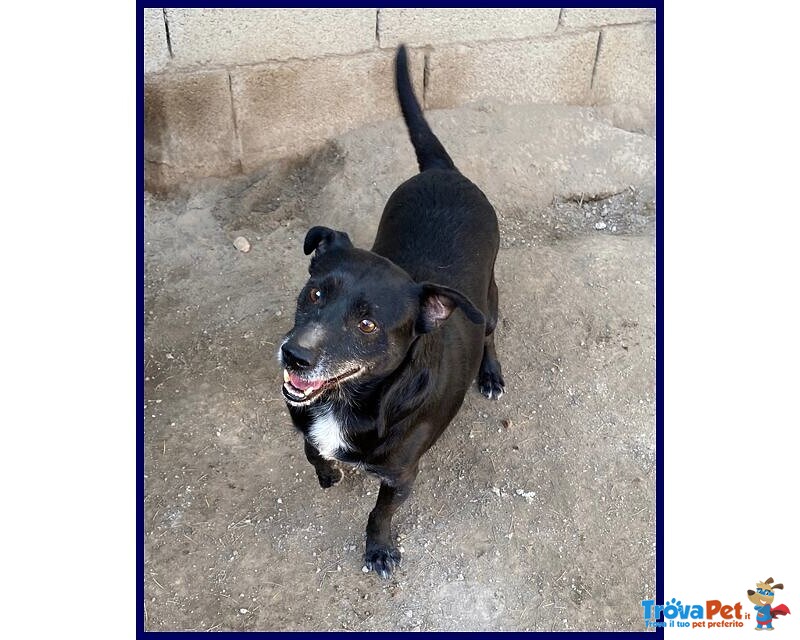 Sound 7-8anni Festoso e Buono - sui 10-11kg - Foto n. 5