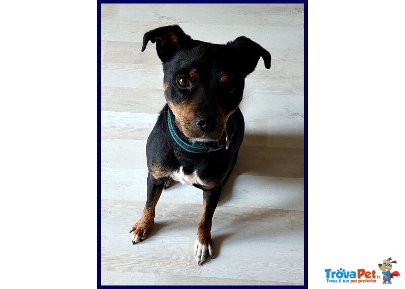 Kimbo Dolce Piccoletto Sempre da Solo! - Foto n. 3