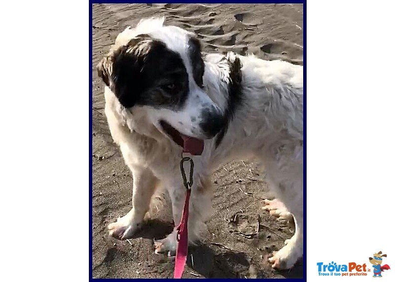 Ggg 4anni Dolcissimo Coccolone - Foto n. 4