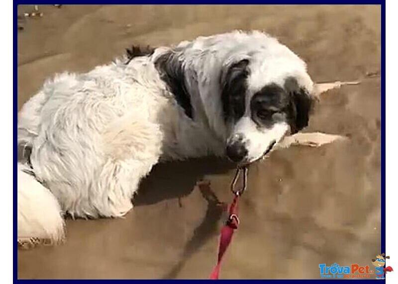 Ggg 4anni Dolcissimo Coccolone - Foto n. 6