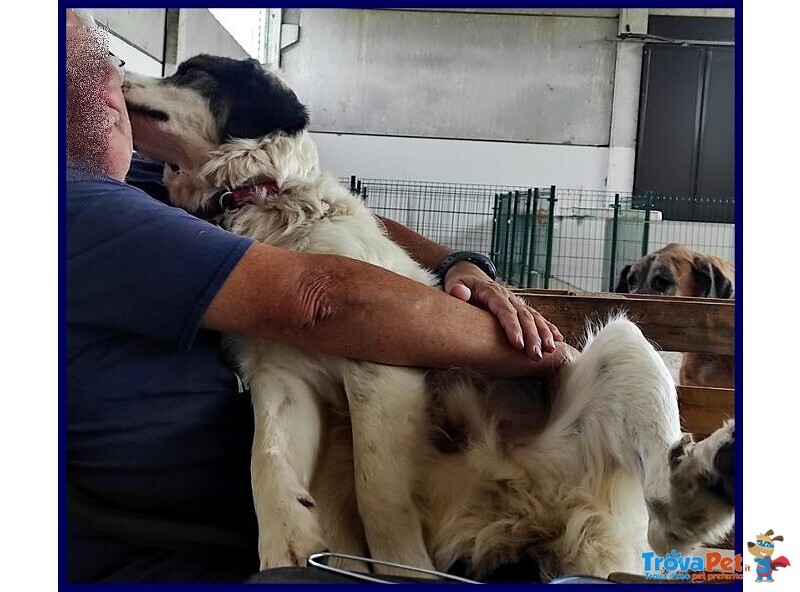 Ggg 4anni Dolcissimo Coccolone - Foto n. 8