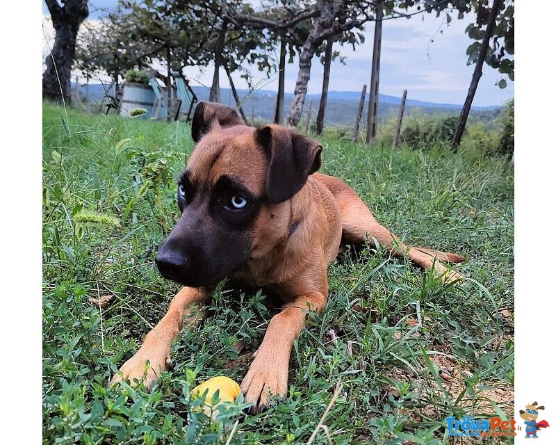 Blu solo come Figlio Unico! Buono con le Persone - Foto n. 1