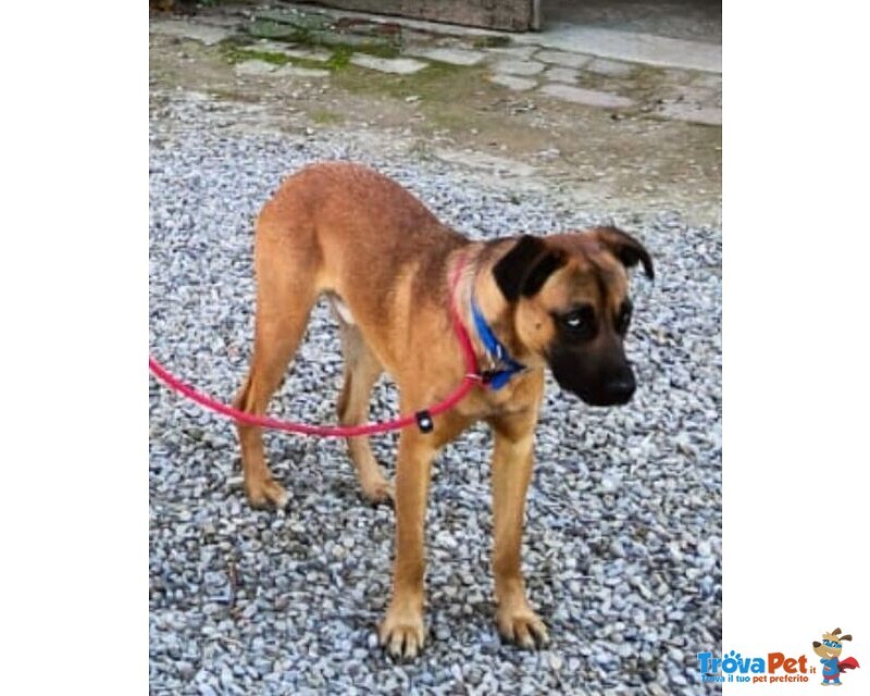 Blu solo come Figlio Unico! Buono con le Persone - Foto n. 2