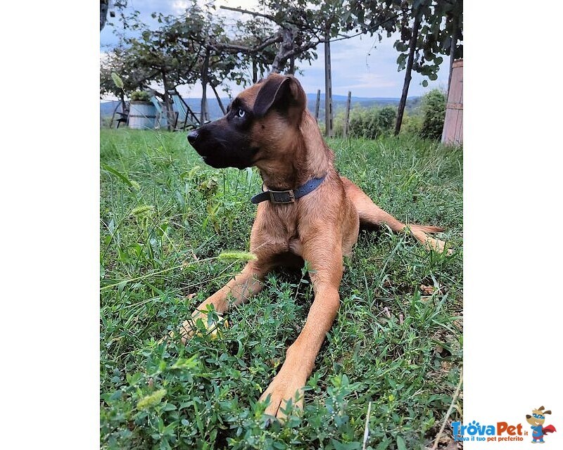 Blu solo come Figlio Unico! Buono con le Persone - Foto n. 3