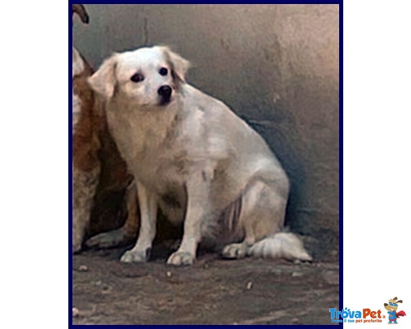 Mick sui 6anni tg Medio Picc. Cerca Rassicurazione - Foto n. 2