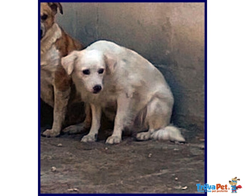 Mick sui 6anni tg Medio Picc. Cerca Rassicurazione - Foto n. 3