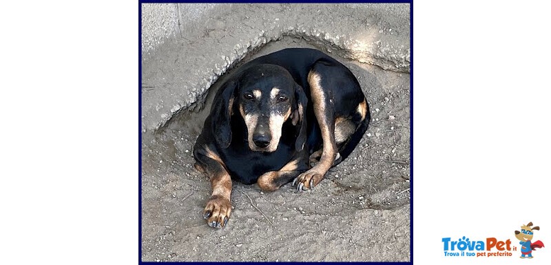 Daima sui 6anni Dolcissima Cercacoccole - Foto n. 4