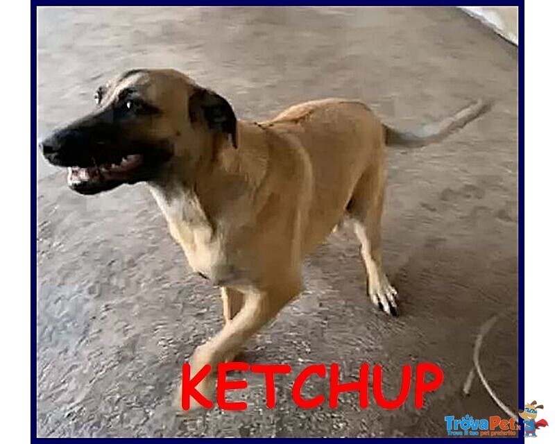 Ketchup Socievole Giovanotto dal Carattere D'oro - Foto n. 1