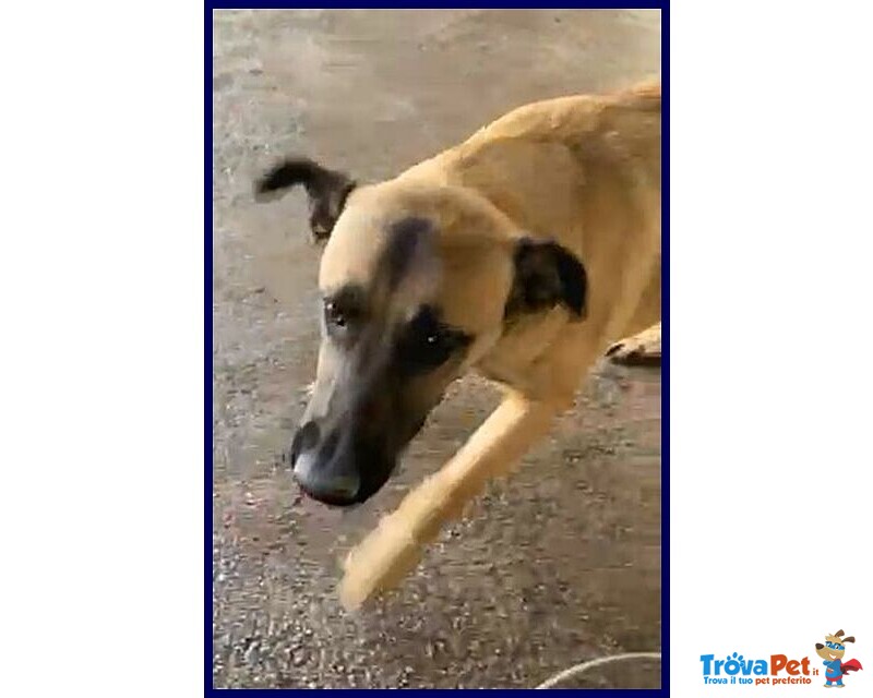 Ketchup Socievole Giovanotto dal Carattere D'oro - Foto n. 2