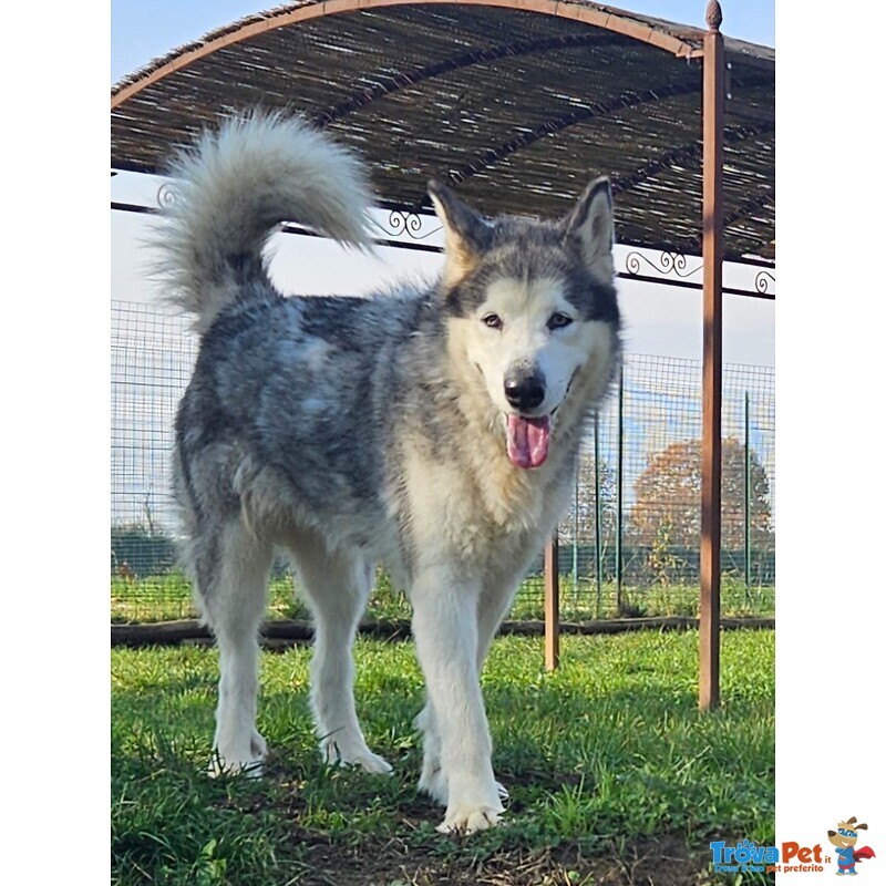 Leyla Forte e Affettuosa - Foto n. 1