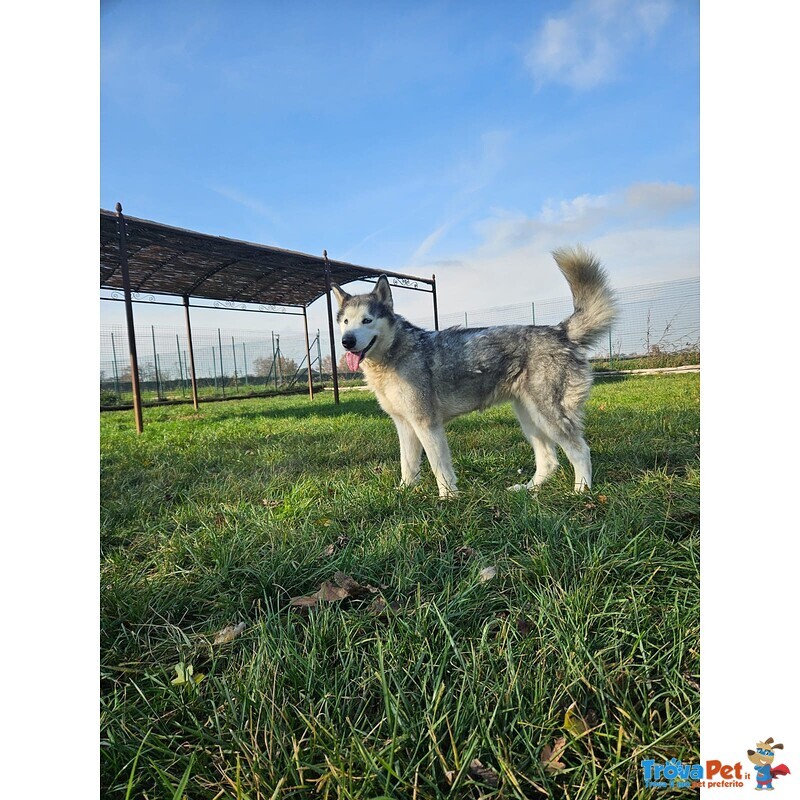 Leyla Forte e Affettuosa - Foto n. 2