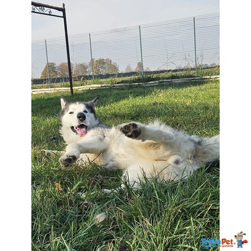 Leyla Forte e Affettuosa - Foto n. 3