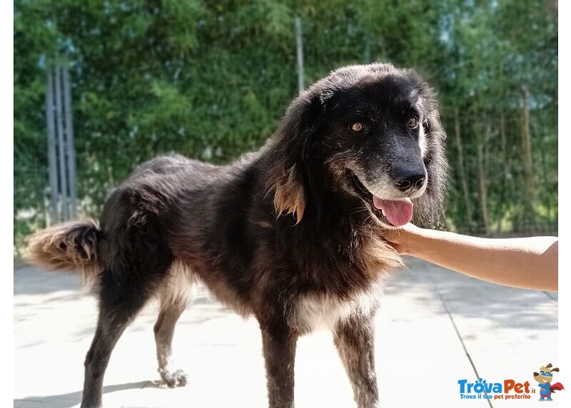 Lupo 7anni un Amico Fedele - Foto n. 1