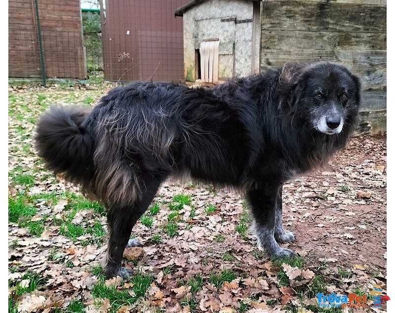 Lupo 7anni un Amico Fedele - Foto n. 5