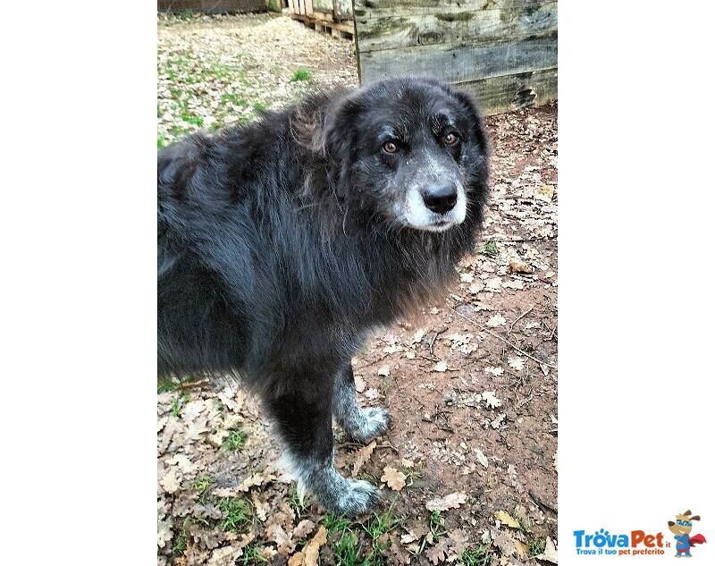 Lupo 7anni un Amico Fedele - Foto n. 6