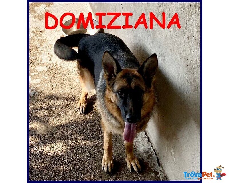 Domiziana Giovane Simpatica Pastorella Ted. - Foto n. 1