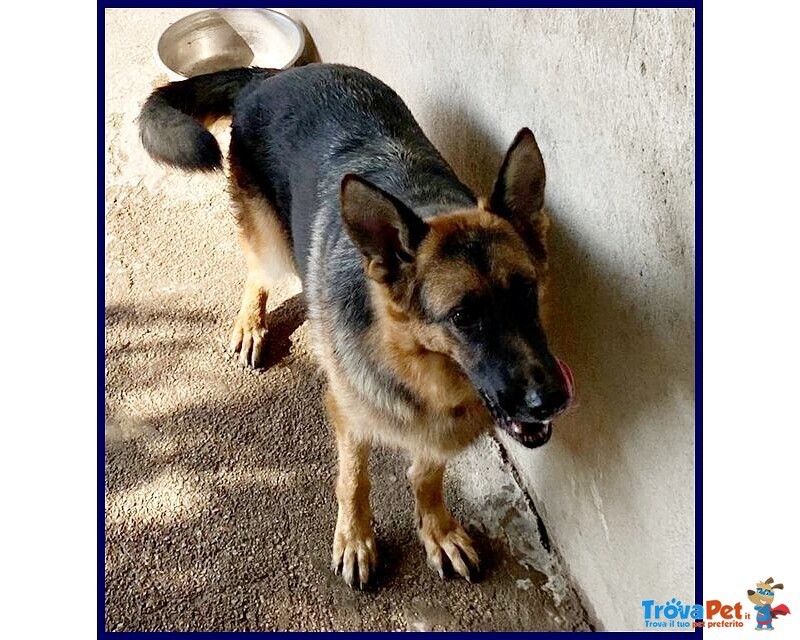 Domiziana Giovane Simpatica Pastorella Ted. - Foto n. 2