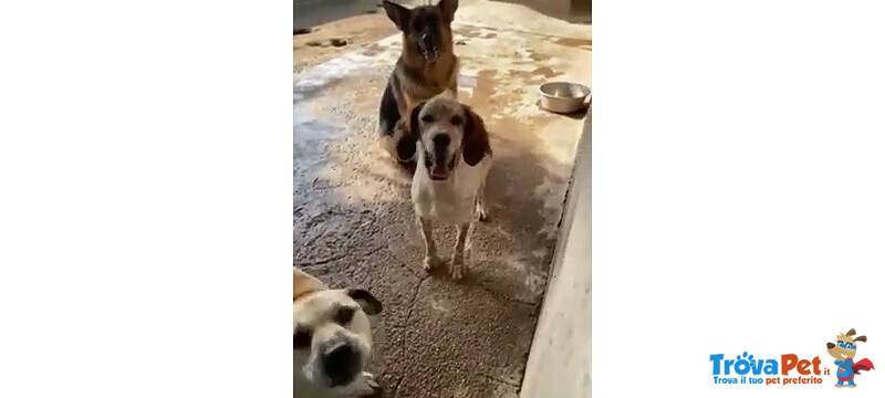 Domiziana Giovane Simpatica Pastorella Ted. - Foto n. 3