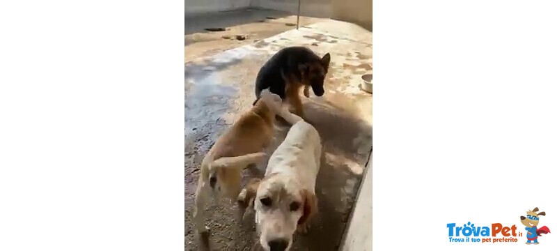 Domiziana Giovane Simpatica Pastorella Ted. - Foto n. 4