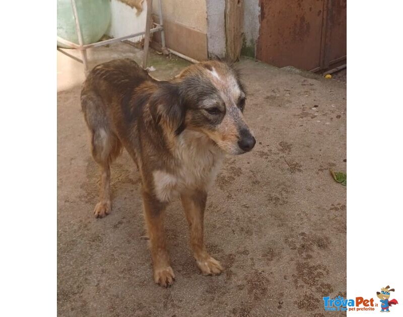 Perla Giovane Affettuosa mix Setter - Foto n. 1
