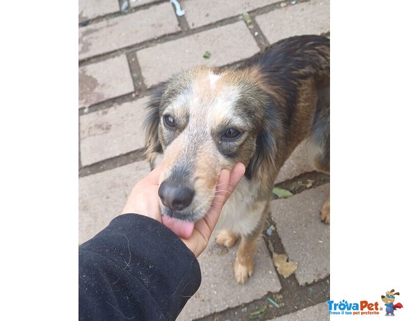 Perla Giovane Affettuosa mix Setter - Foto n. 3
