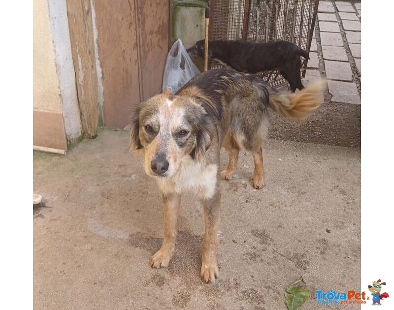 Perla Giovane Affettuosa mix Setter - Foto n. 4