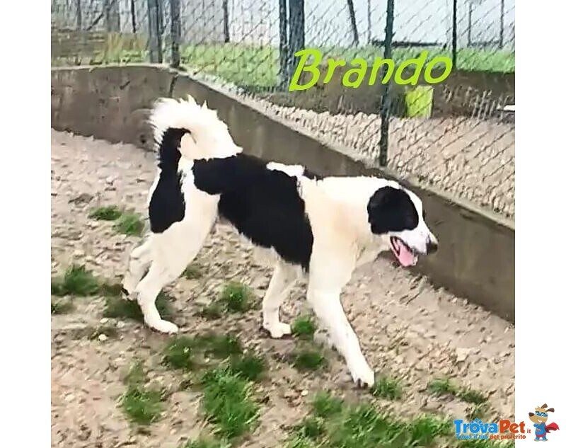 Brando Giovane e Buono! tg Grande - Foto n. 2